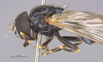 Media type: image;   Entomology 13114 Aspect: habitus lateral view